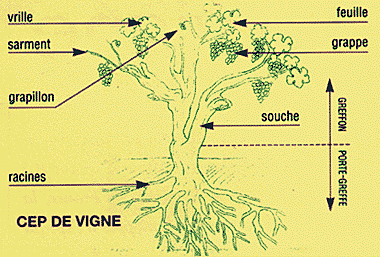 Le plant de vigne -