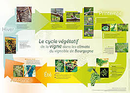 Le cycle végétatif de la vigne