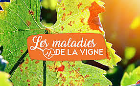 Les maladies de la vigne