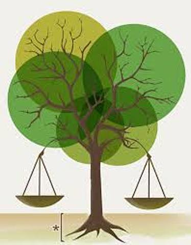 “Medidas de Protección y Mejor Aprovechamiento de la Riqueza Forestal de la Nación”