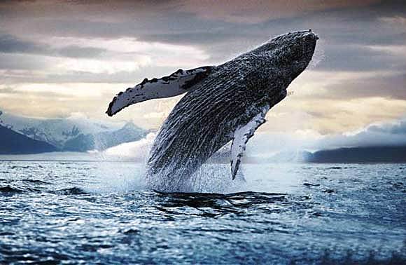 Convención internacional para la regulacion de la captura de ballenas