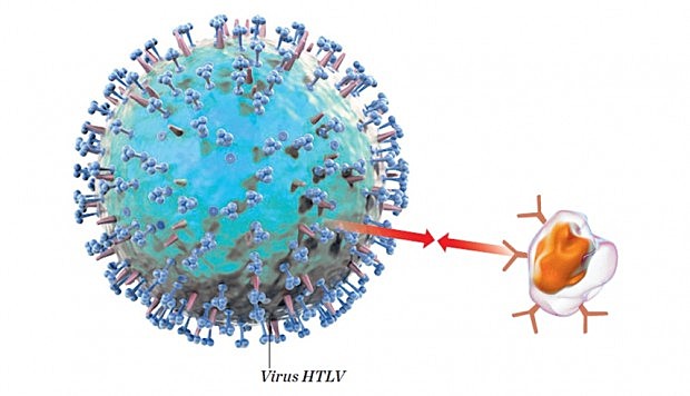 Primer retrovirus: HTLV