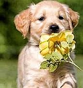 Positively Puppies (8-15 weeks)