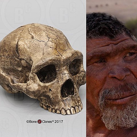Homo erectus