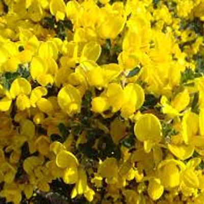 Timeline: "Επί ασπαλάθων ..."