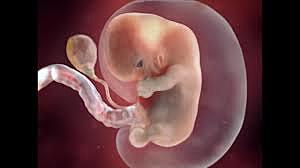 Second obstetric month