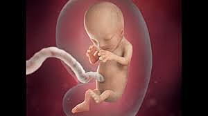 Third obstetric month