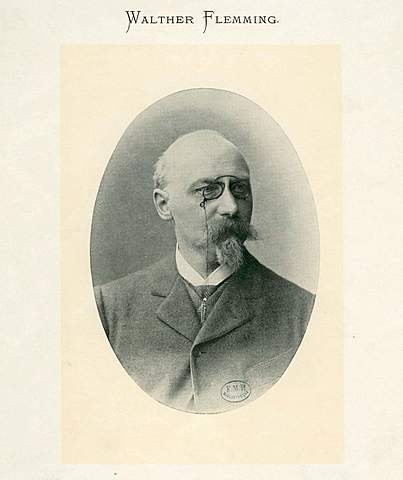 Walther Flemming