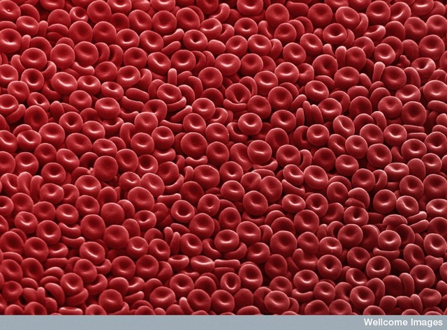 Jan Swammerdam observed red blood cells under a microscope.