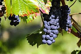 Compuestos fenólicos