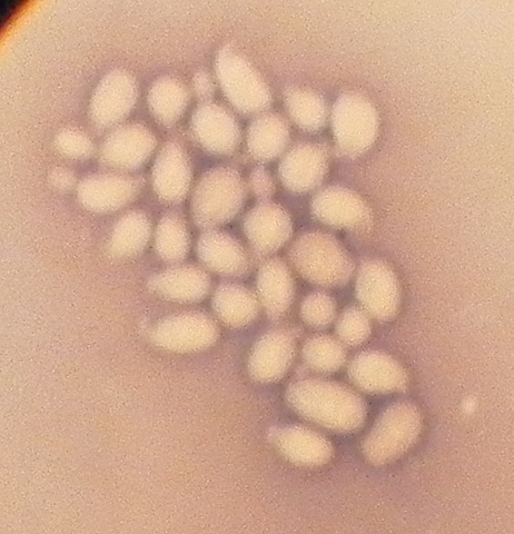 Antisépticos no azufrados