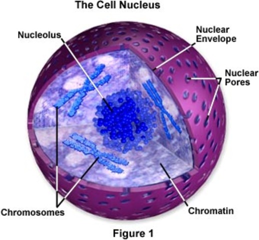 Friedrich Miescher discovered nucleic acids in the nuclei of cells.