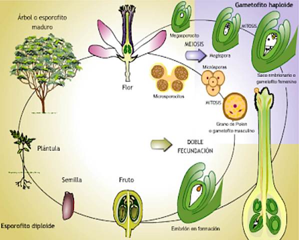 Inicio de la Historia de la Genetica