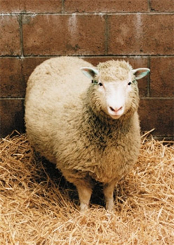 Dolly the sheep was first clone of an adult mammal.