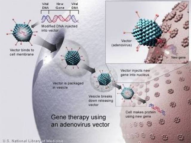 French Anderson et al. performed the first approved gene therapy on a human patient.