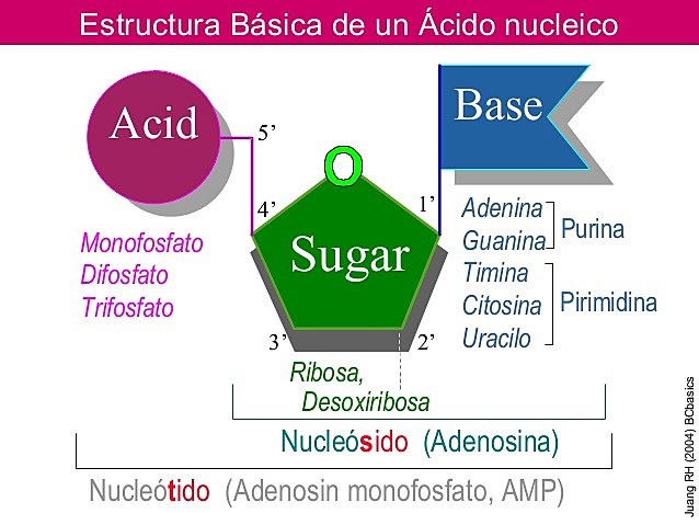 Kossel determina la estructura de los ácidos nucleícos