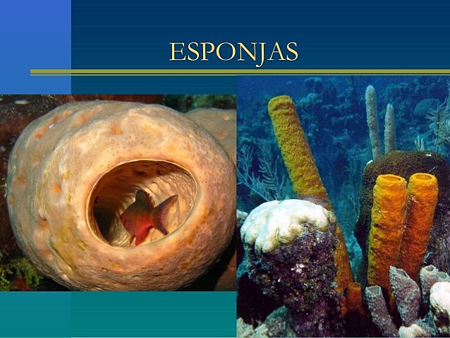 LAS PRIMERAS NEURONAS Y ORGANISMOS QUE LAS DESARROLLARON