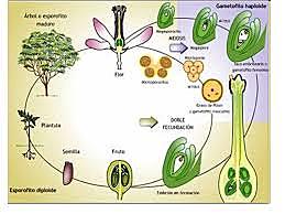 Reproducción sexual en plantas