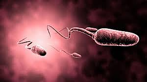 Anton Van Leeuwenhoek