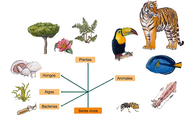 Mathias Jakob Schleiden
