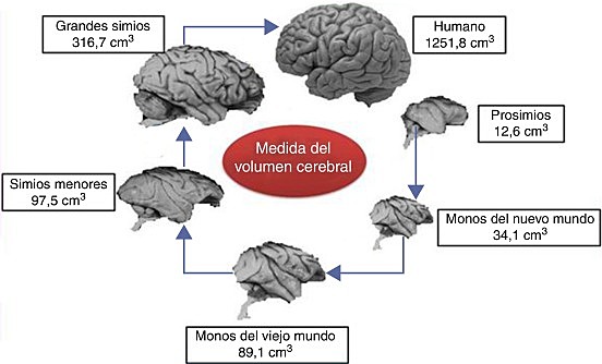 LOS HOMINIDOS Y LA EVOLUCIÓN DE SU CEREBRO