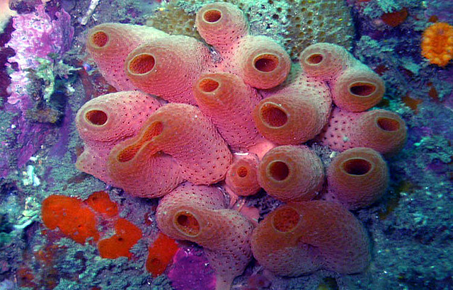 ¿Para qué o por qué surgió el cerebro?