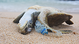 Timeline: História do plástico