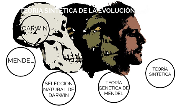 Teoría sintética