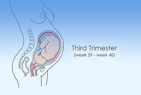 Third trimester