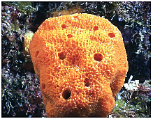 Primero fueron las bacterias