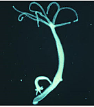 Sistema nervioso difuso