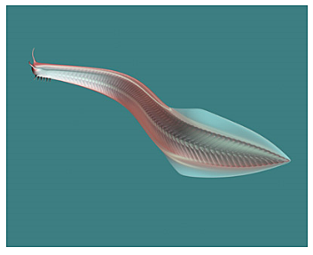 Desarrollo de la médula espinal