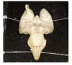 Tronco del encéfalo, diencéfalo, cerebelo y sus capas