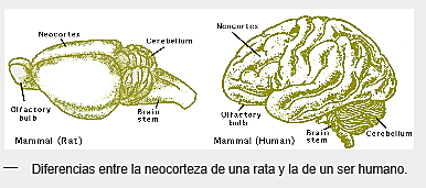 Hemisferios cerebrales y corteza cerebral