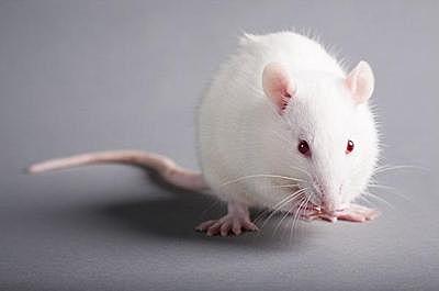 Gen de la hormona del crecimiento