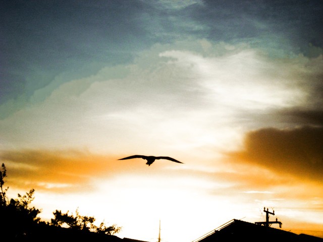 Tsotsi dreams about his father being a bird