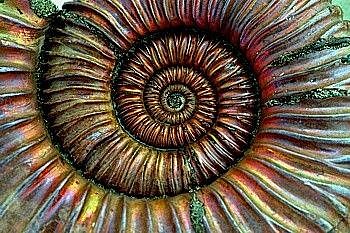 AMMONITES