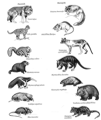 DIVERSIFICACIÓN DE LOS MAMÍFEROS