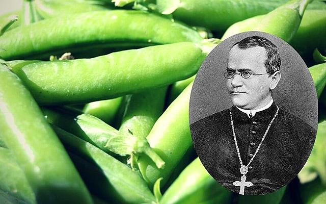 Gregor Mendel