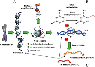 The 3 major epigenetic processes