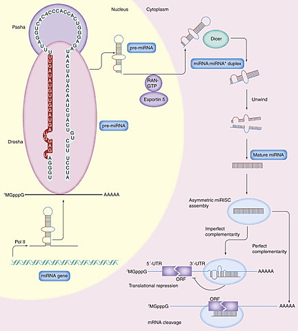MICRO RNAs