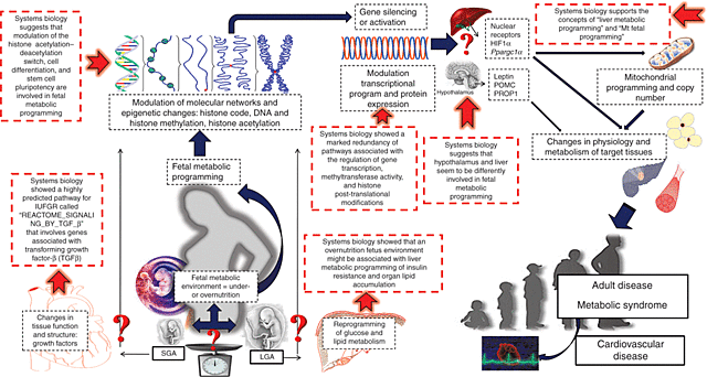 DNA methylation with FPH