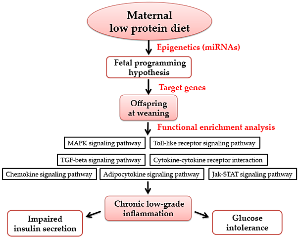 MicroRNAs with FPH