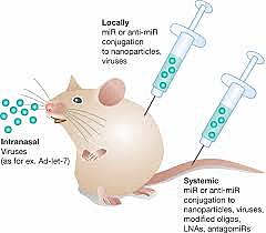 MicroRNAs and Animal Experiments