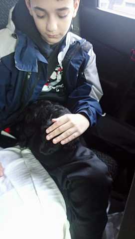 La llegada de lupe (Mi mascota)