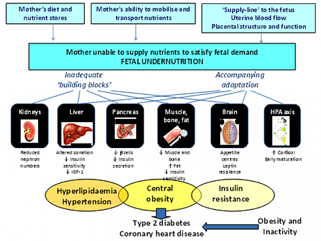 Fetal Programming Hypothesis (FPH)