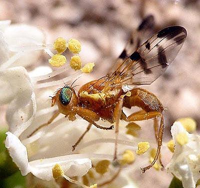 Secuencian el genoma completo de la mosca de la fruta