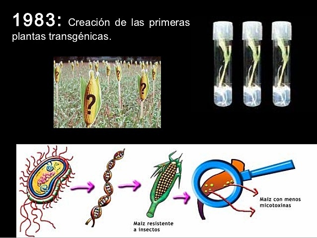 Fabricación de Alimentos Transgénicos