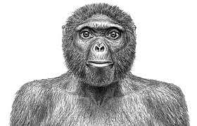 Ardipithecus Ramidus