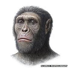 Australopithecus Anamensis